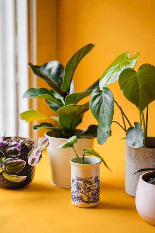 How to Refresh Your Home with Simple Indoor Plants